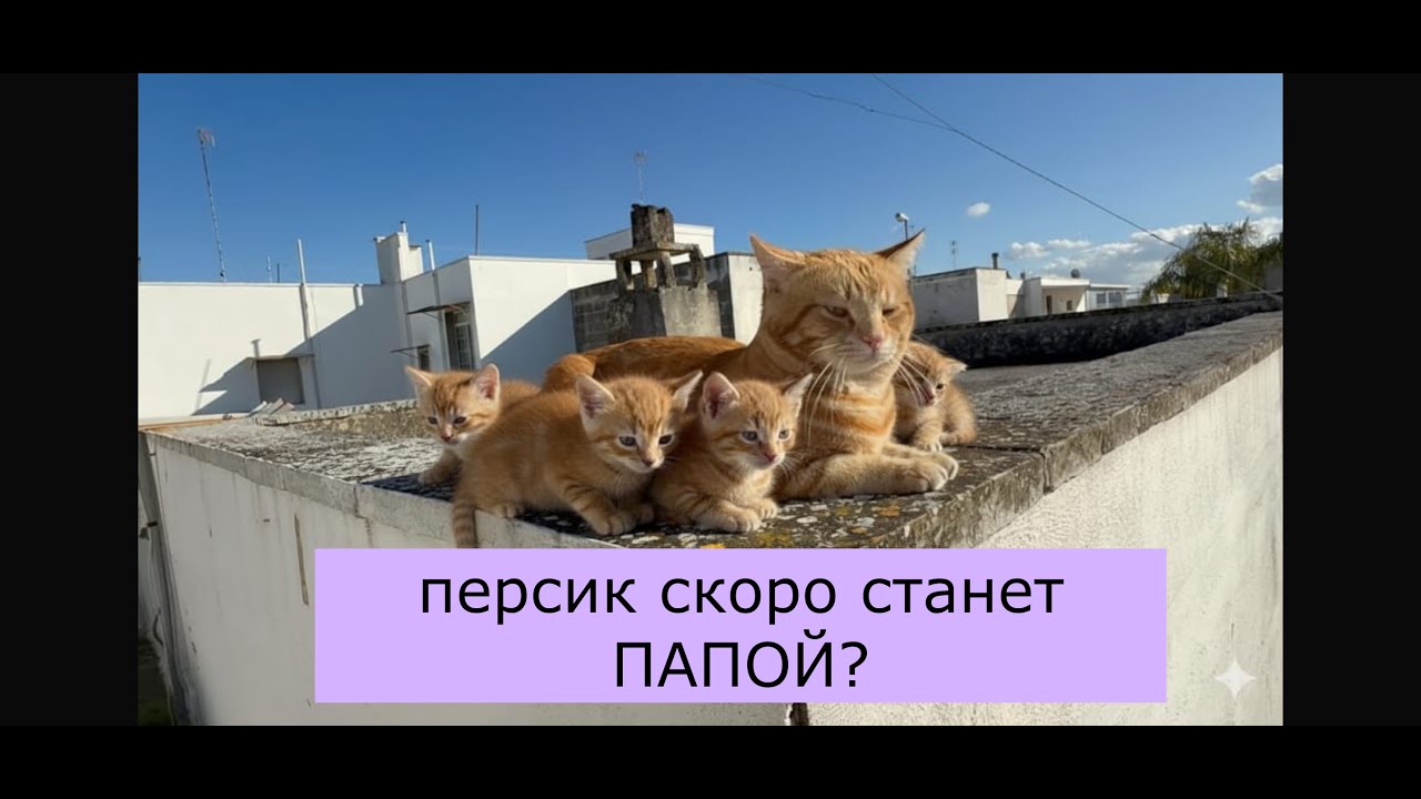ПЕРСИК СКОРО СТАНЕТ ПАПОЙ / #кот #animals #cat #веселыекоты  личное life vlog