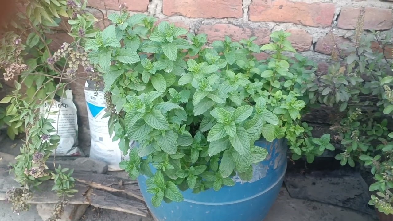 Tips to grow mint faster