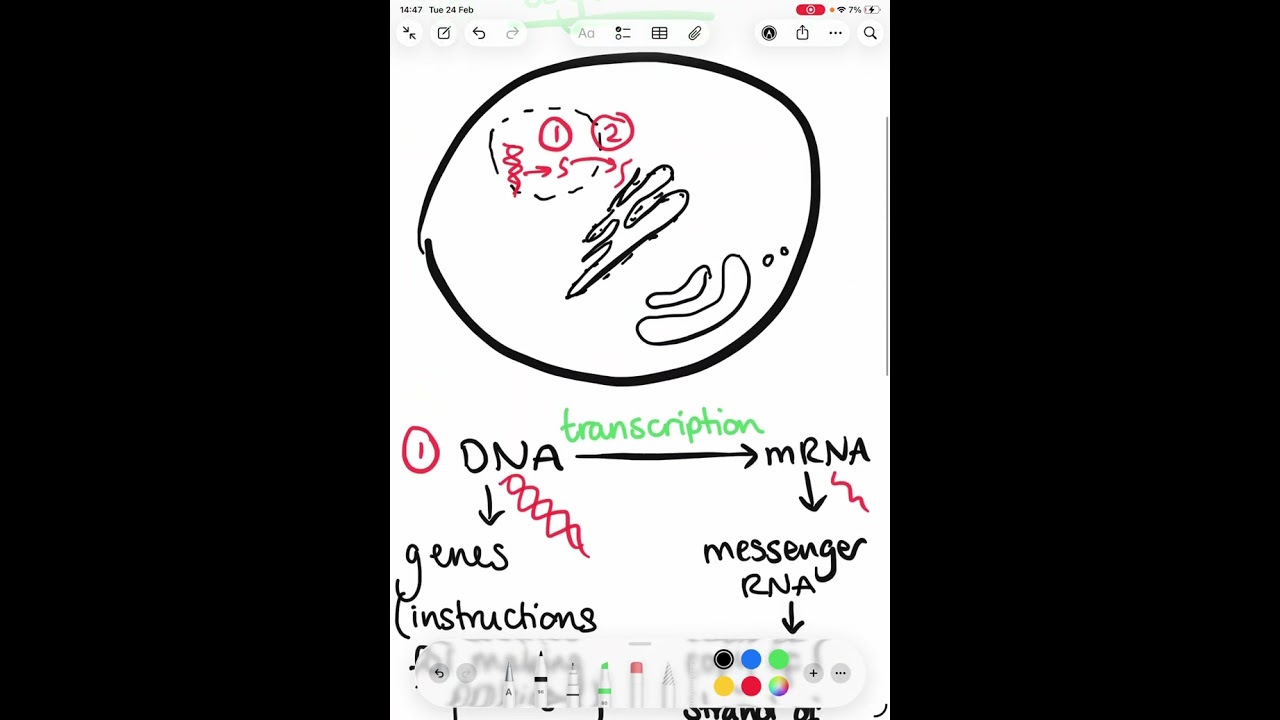 AAQ Organelles working together