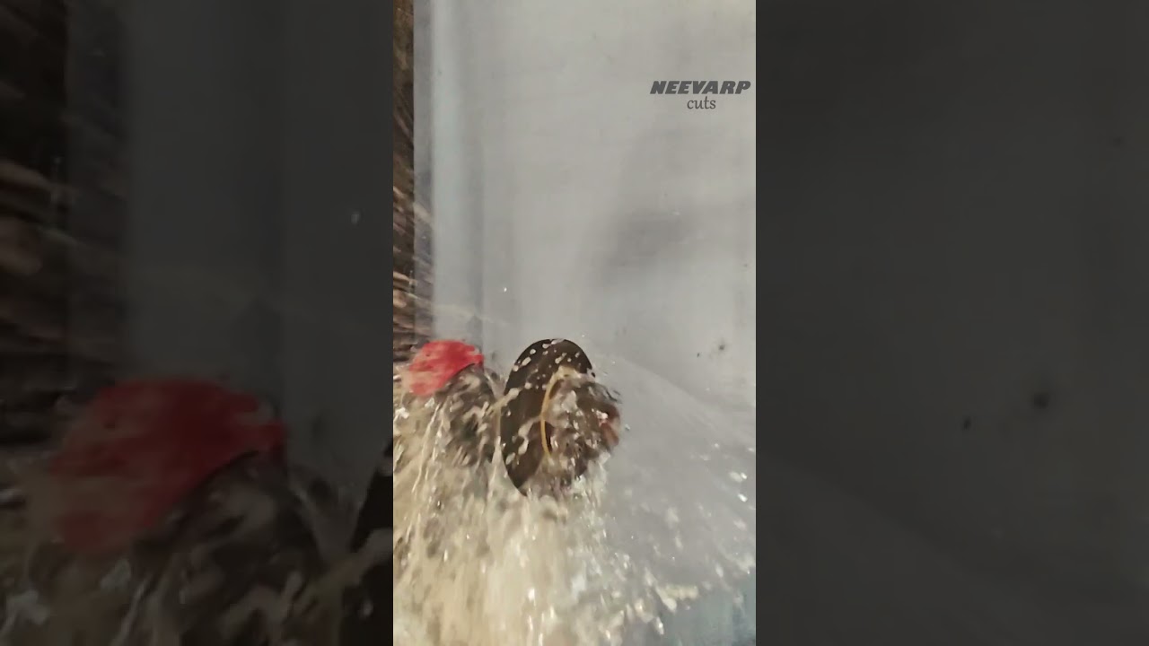 Water balloon grinding splash slow motion!