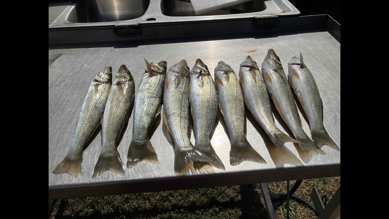 Come On Board While I Successfully Fish the River Flats Part B catch and cook