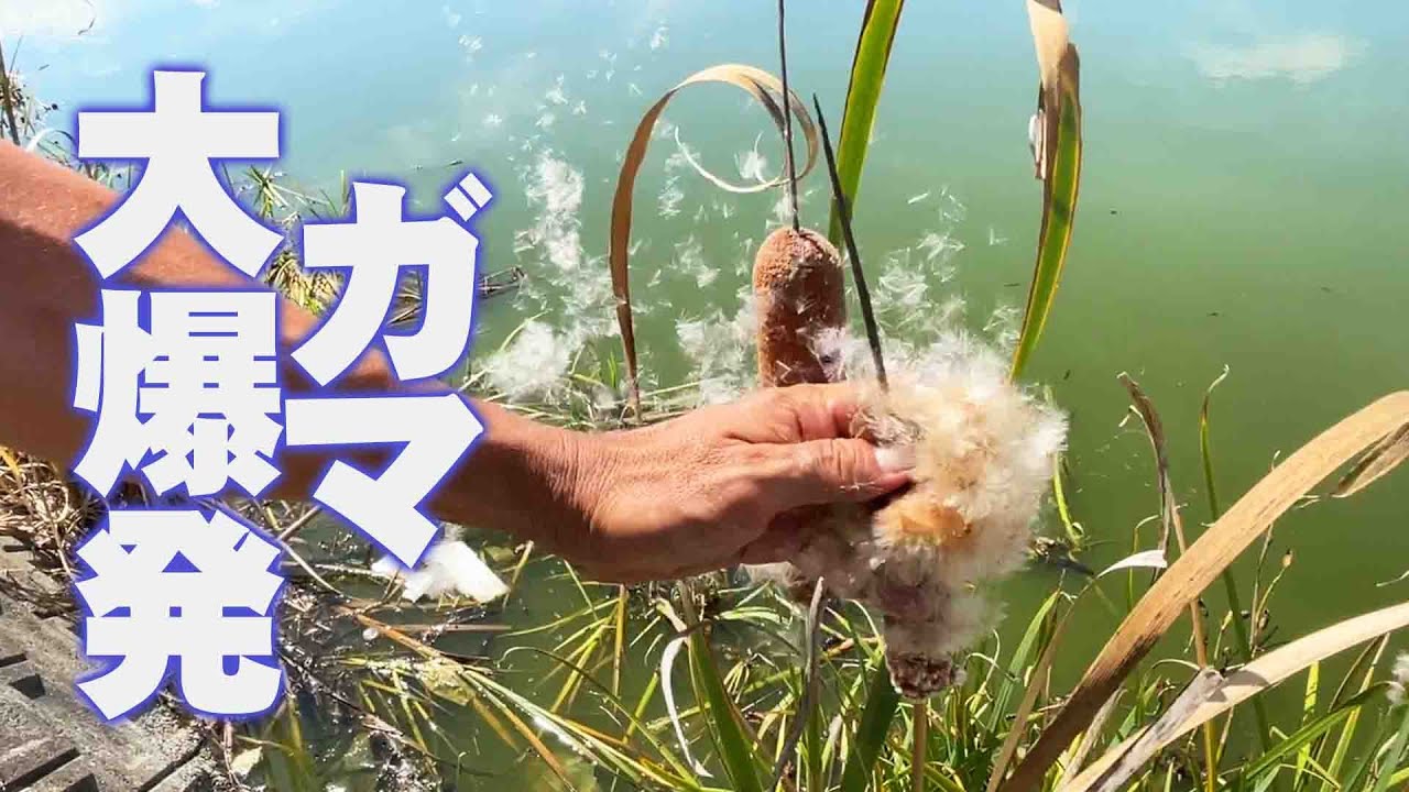 【ガマの穂が大爆発】ガマの穂に触れたら爆発するって本当？