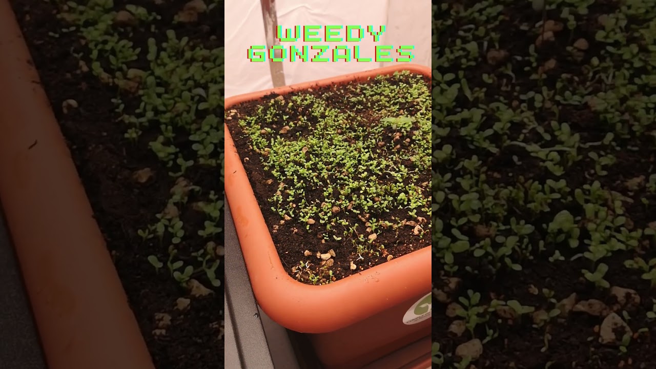 Tag 12 unter der MedicGrow NEO-780 mit Living Soil von @CoupleofPlants #shorts #shortsfeed #germany