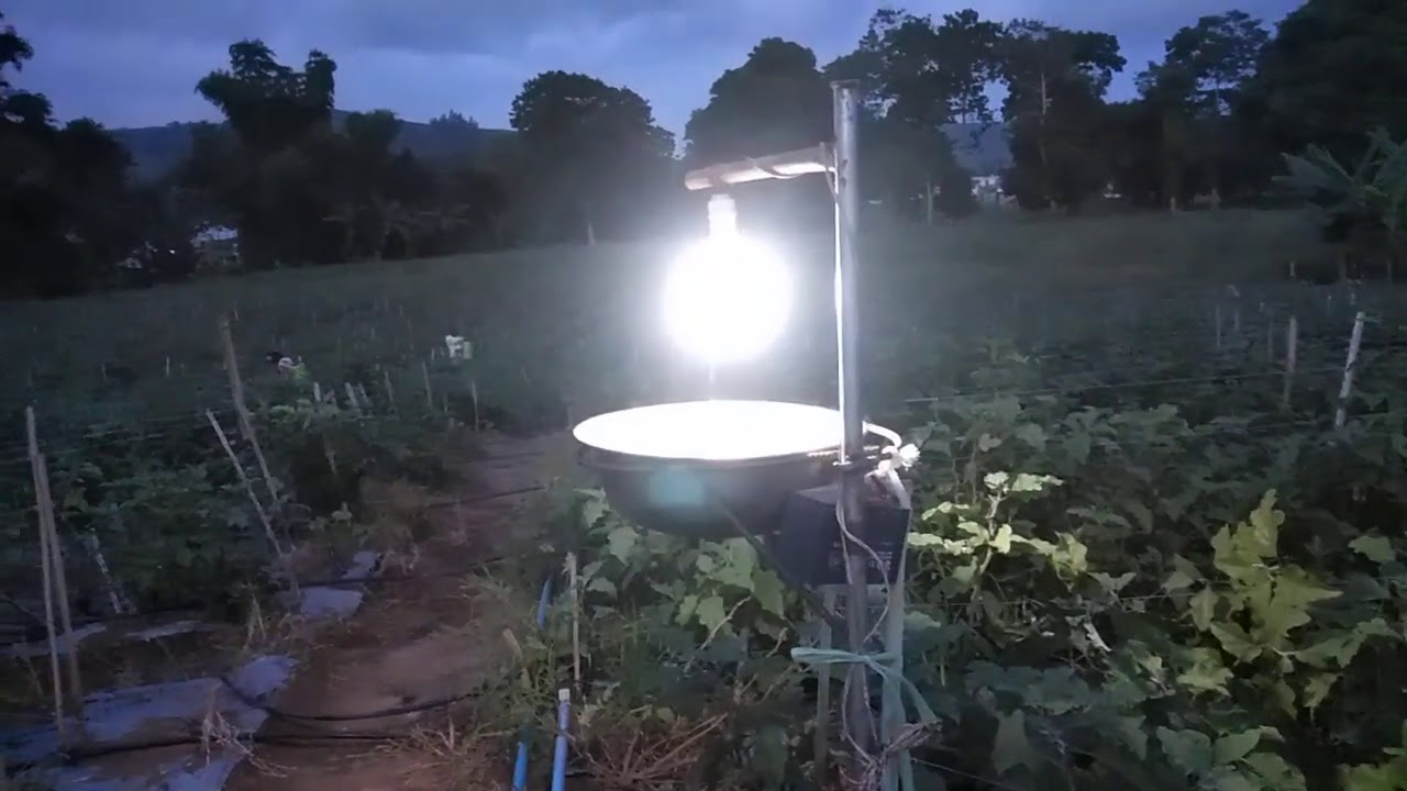 Light trap for insects