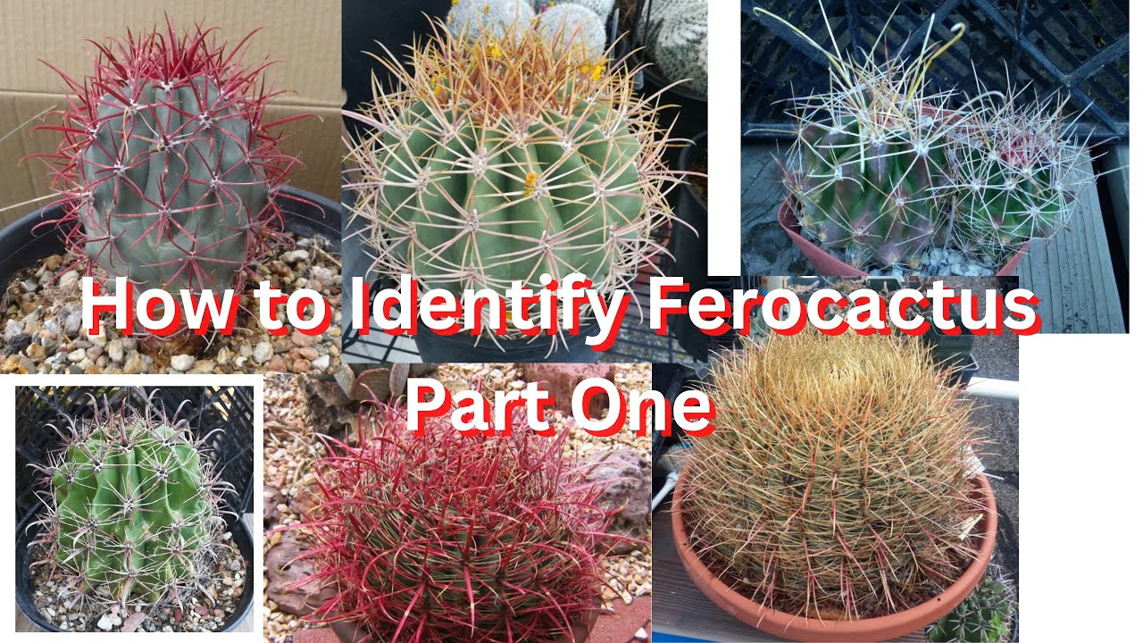 How to Identify Ferocactus Species Part One