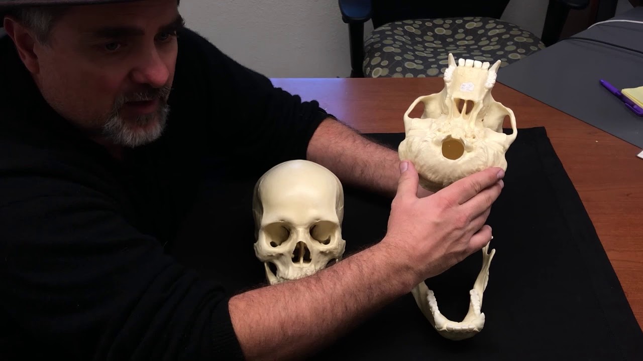 Comparative Anatomy: Skulls of Humans and Chimpanzees