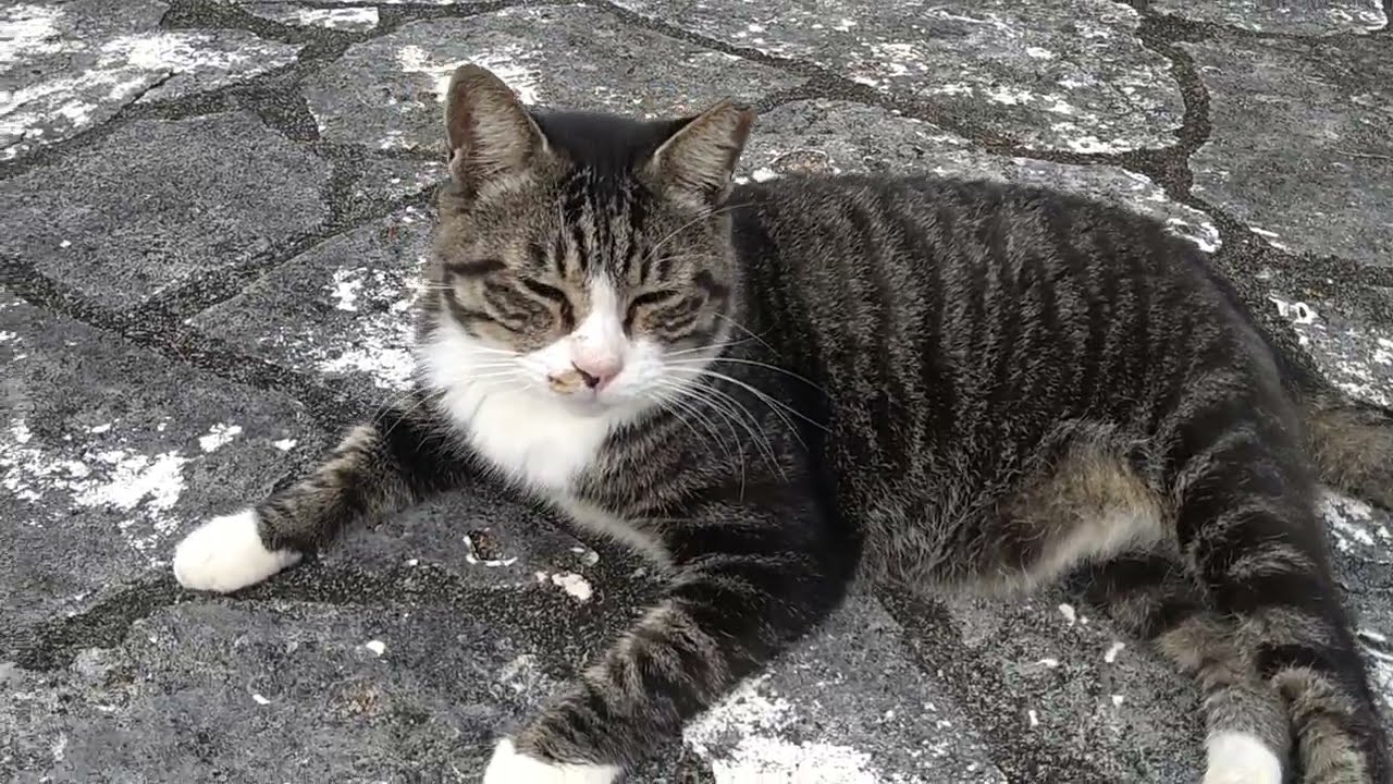 もちもち食いしん坊s #猫動画