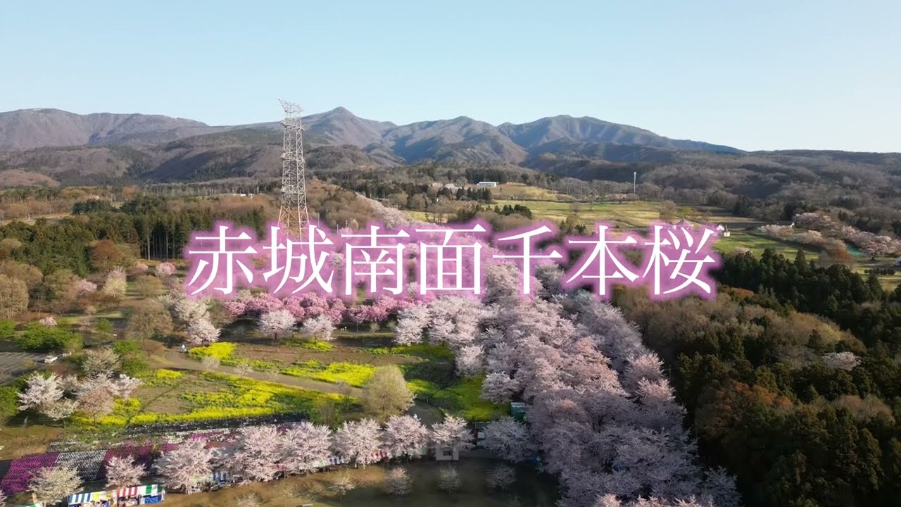 【ドローン空撮】赤城南面千本桜（令和5年4月4日撮影）
