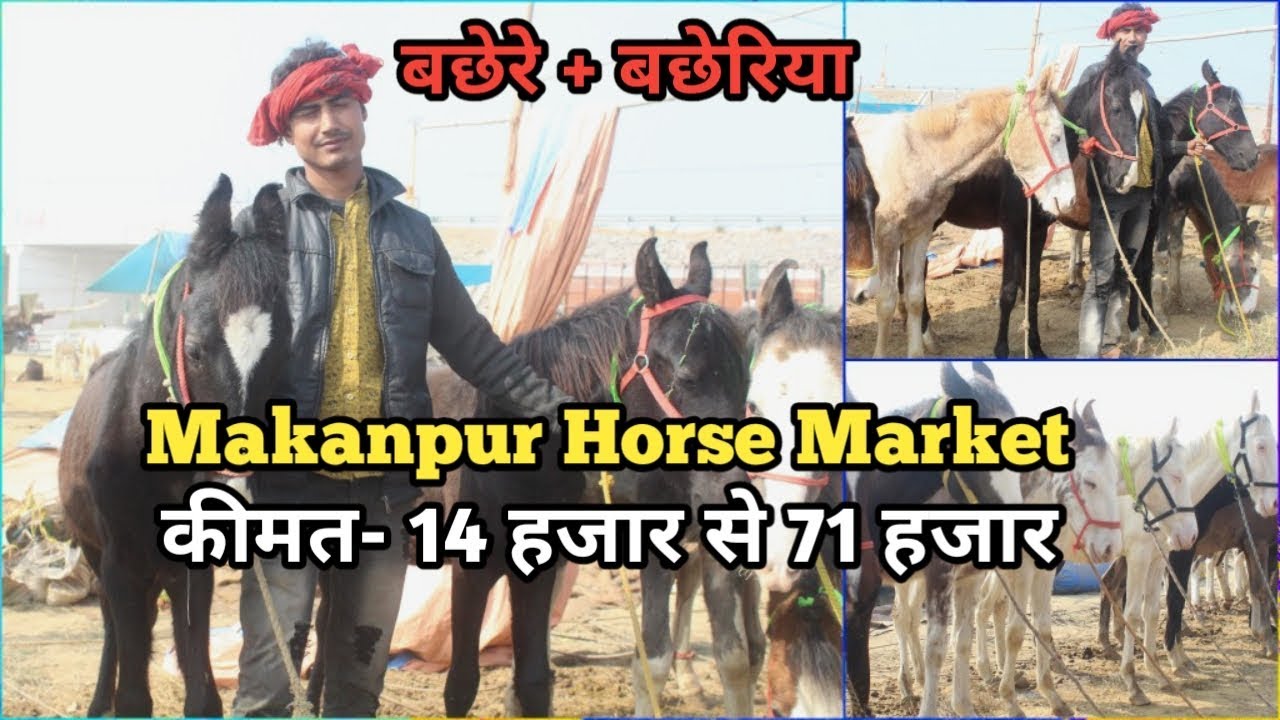 Makanpur Horse Market 2019- इस व्यापारी के पास है बच्चे 14 हजार से 71 हजार(9720643902)