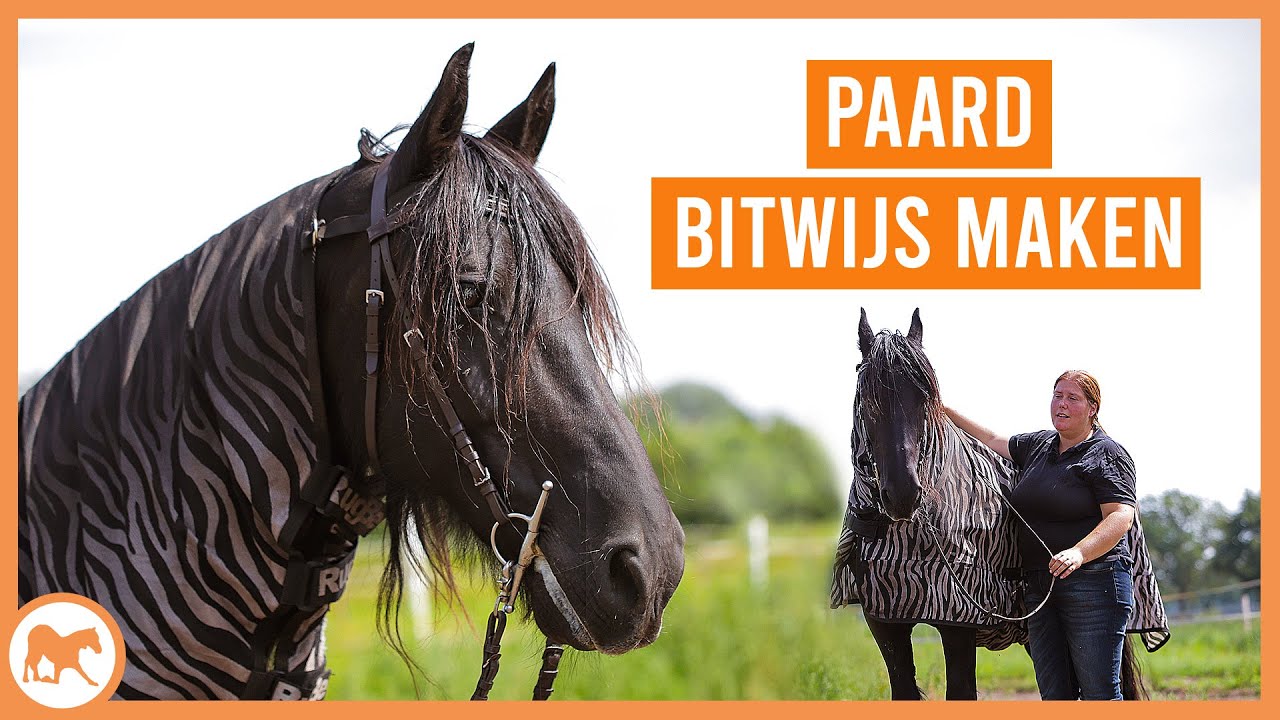 Paard bitwijs maken!