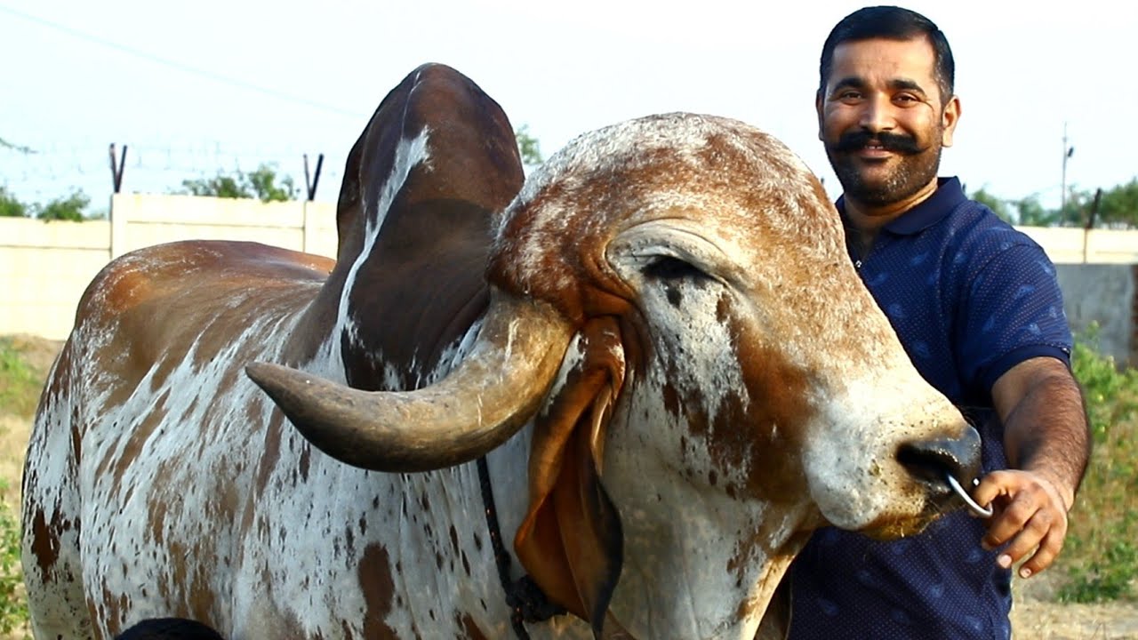 Famous Bhavnagar Bloodline Gir Bull Madhav In Pune