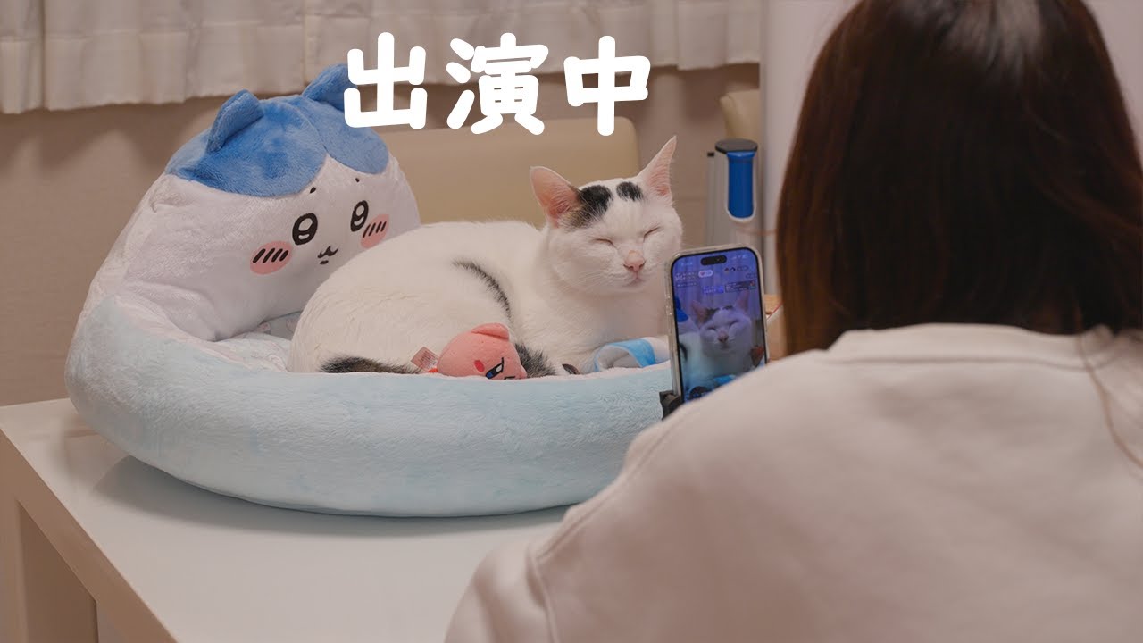 ママのライブ配信中の猫を追ってみた