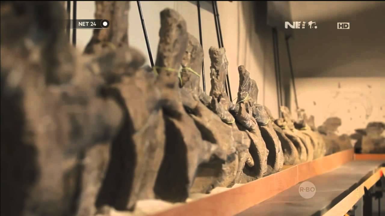 Fosil dinosaurus terbesar ditemukan - NET24