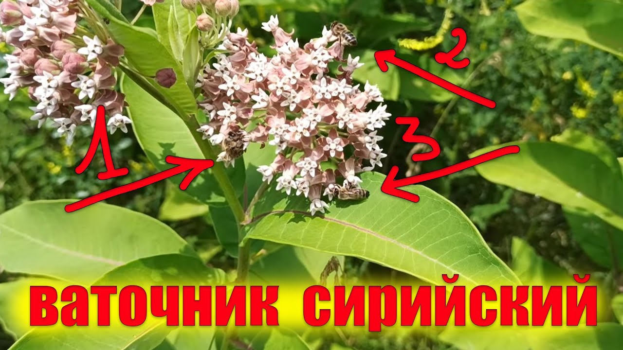 Медонос Ваточник сирийский . Правда этот говорят, потом не выведешь.