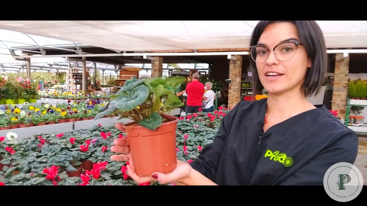 Cuidados del Ciclamen y Pensamientos - Consejos de las plantas de invierno para tu jardín