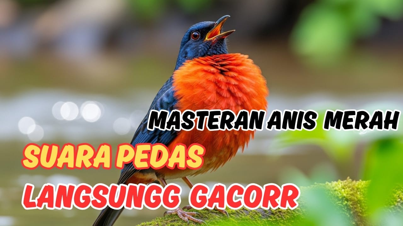 BANYAK YANG GAGAL DI SINI… Masteran Anis Merah Paling Efektif untuk Performa Lomba