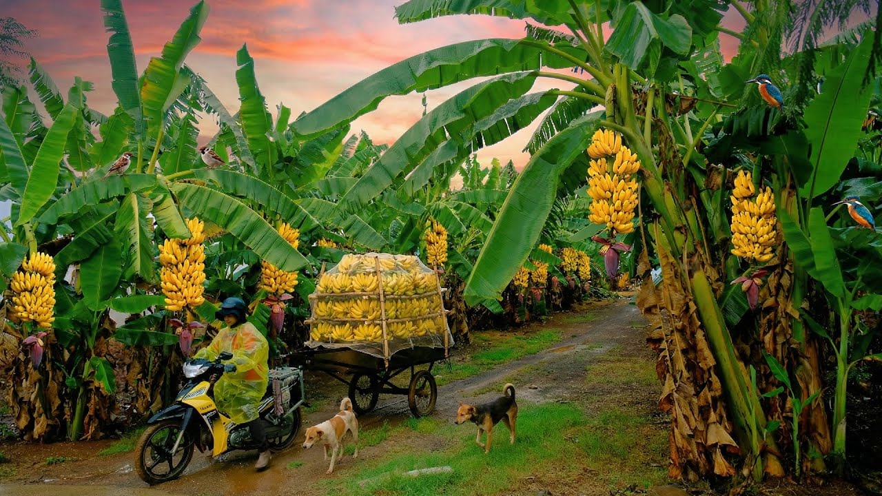 Harvest A Truckload Of Ripe Bananas To Sell At The Market – A Peaceful And Slow Life