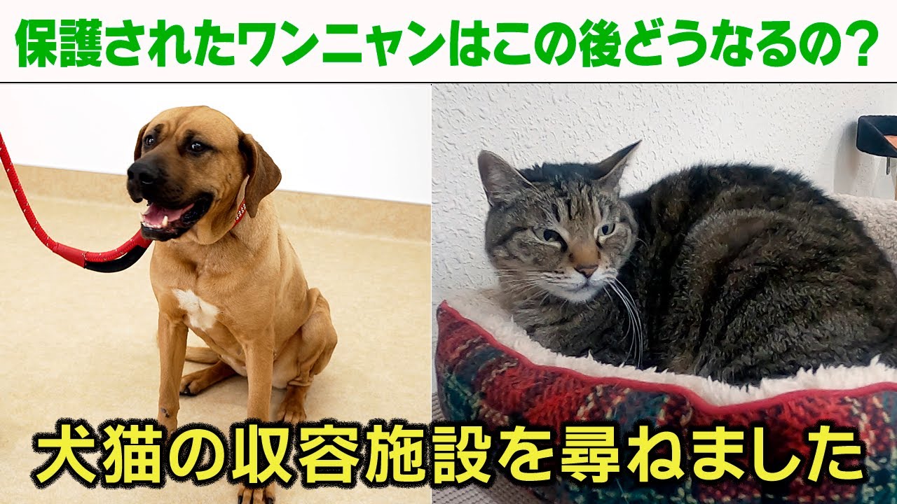 保護された犬猫はこの後どうなる？※動画内でマスティフと紹介しているベルちゃんは土佐闘犬だったことが判明しました。