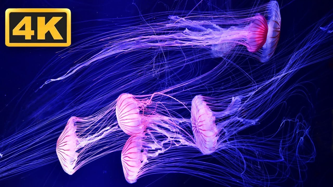 Amazing Jellyfish in 4K  - Soothing & Relaxing Music - Great for Oled HDR TV's. Relaxation Time