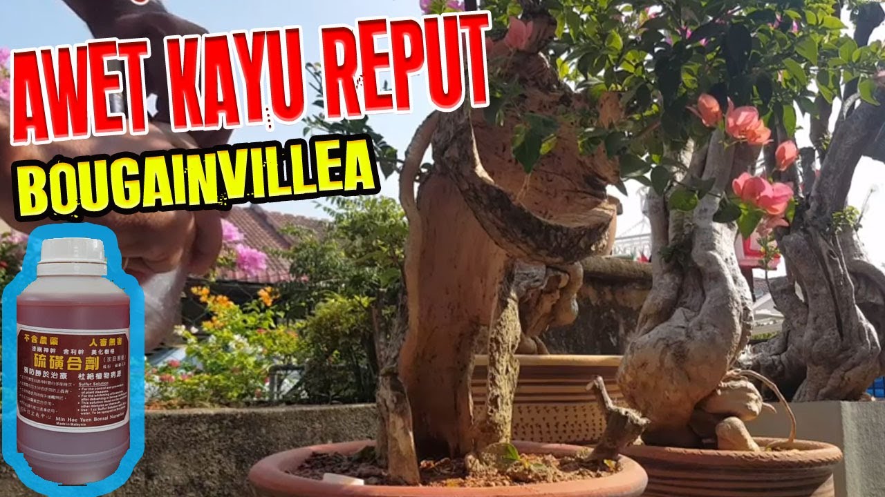 SULFUR PENGAWET BONSAI BUNGA KERTAS REPUT | HOW TO APPLY LIME SULPHUR TO BONSAI BOUGAINVILLEA