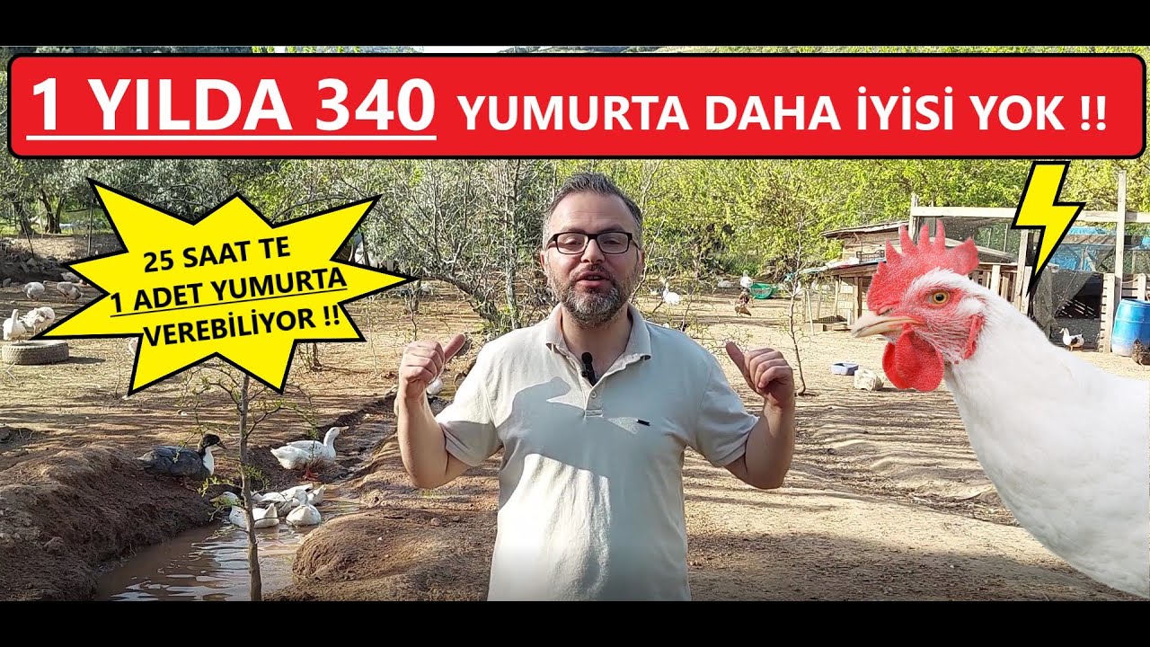 DÜNYADA EN ÇOK TERCİH EDİLEN YUMURTA VERİMİ EN YÜKSEK TAVUĞU LİGORİN