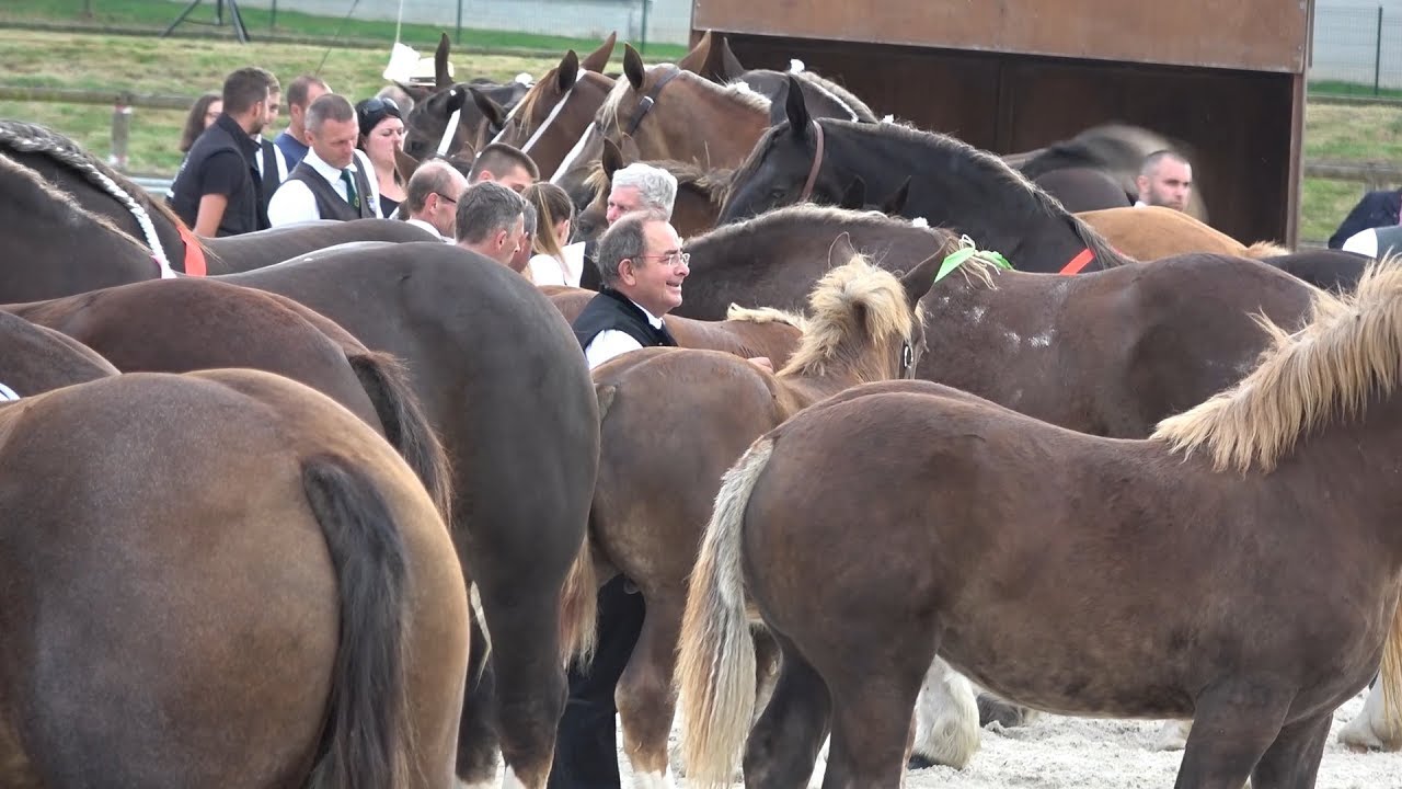 Expozitie cu cai Breton - Bretania, Franta 21 Sept 2019 part II