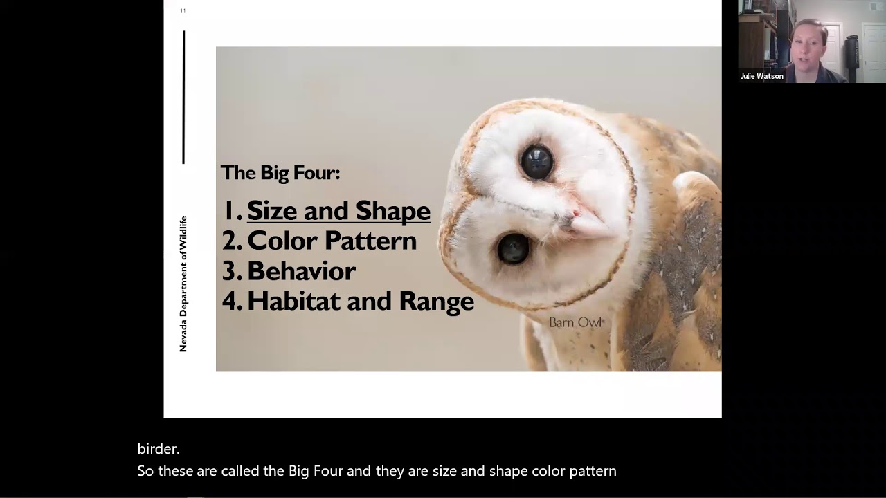 Birding Series: Introduction to Birding