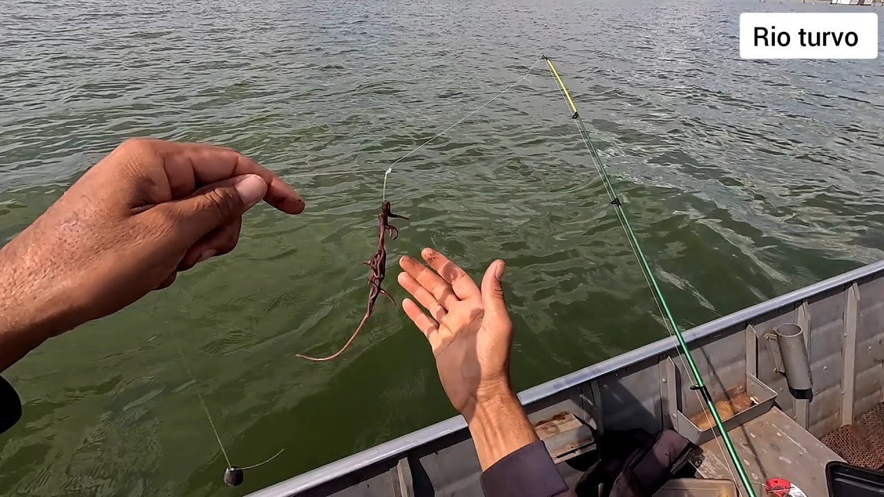Pescaria na rodada usando minhoca e lambari vivo no Rio turvo a Pegada e Bruta 