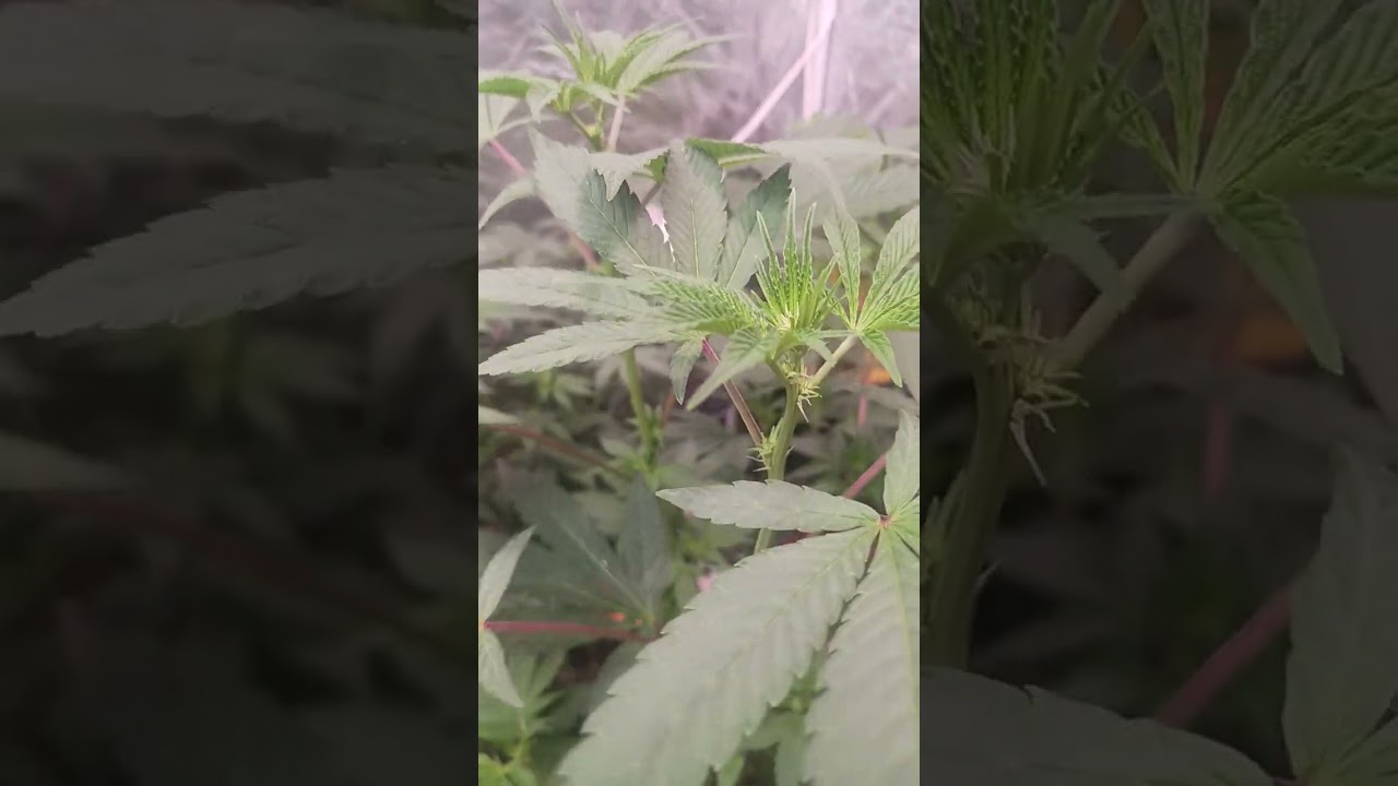 solefire tiki madman elev8 beginning of flower