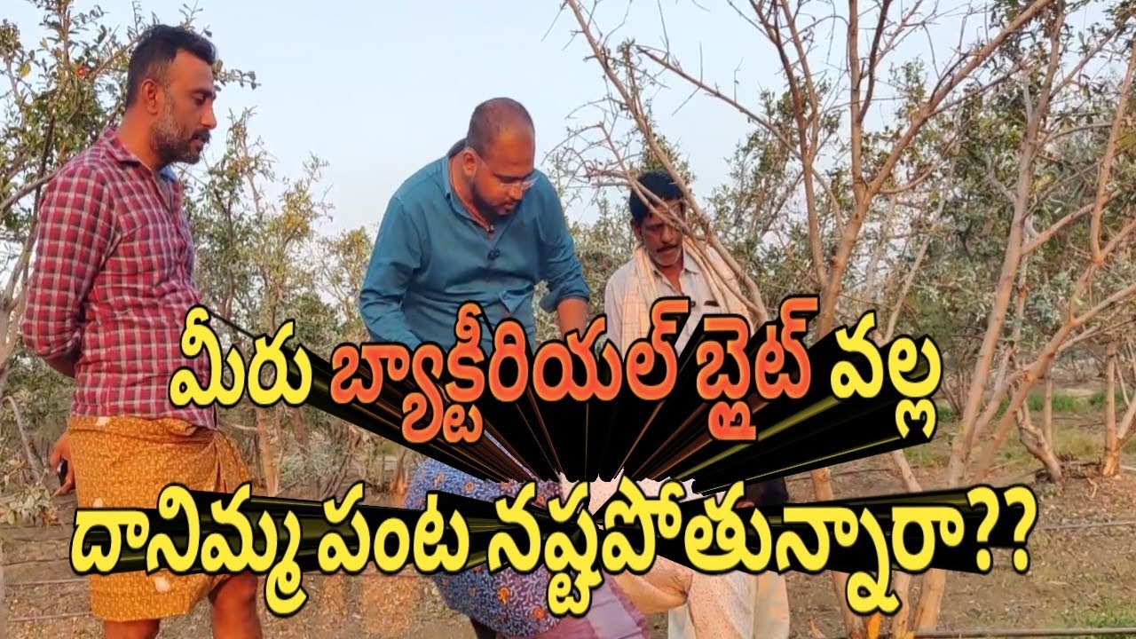 మీరు బ్యాక్టీరియల్ బ్లైట్ వల్ల దానిమ్మ పంట నష్టపోతున్నారా??//#pomogranate //#horticulture /#fruits
