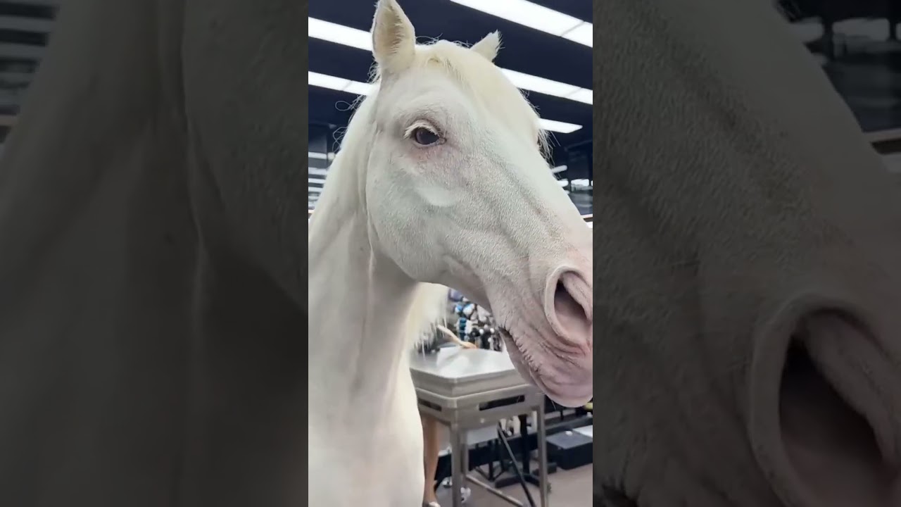 Robot Kuda Canggih mirip Kuda Sungguhan #horse #robots #robotics