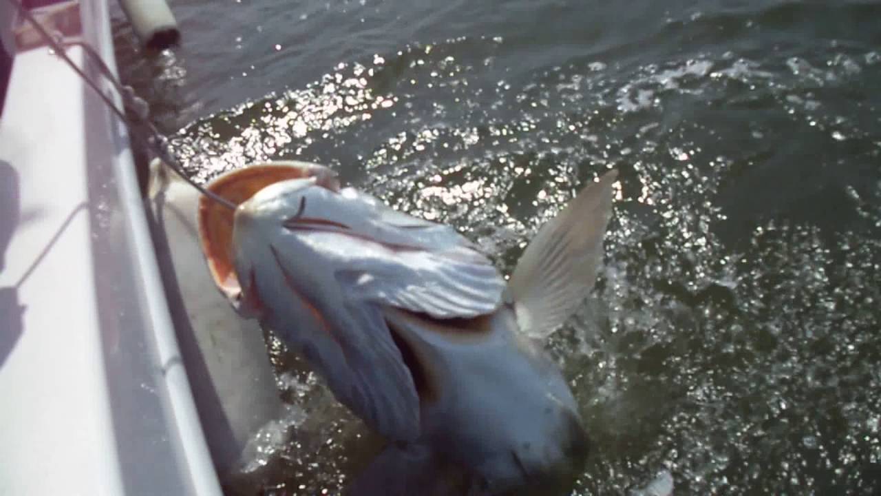 CORVINA XXL de 50,1 Kg com 1,73 mts capturada por Albino Vilarinho no 