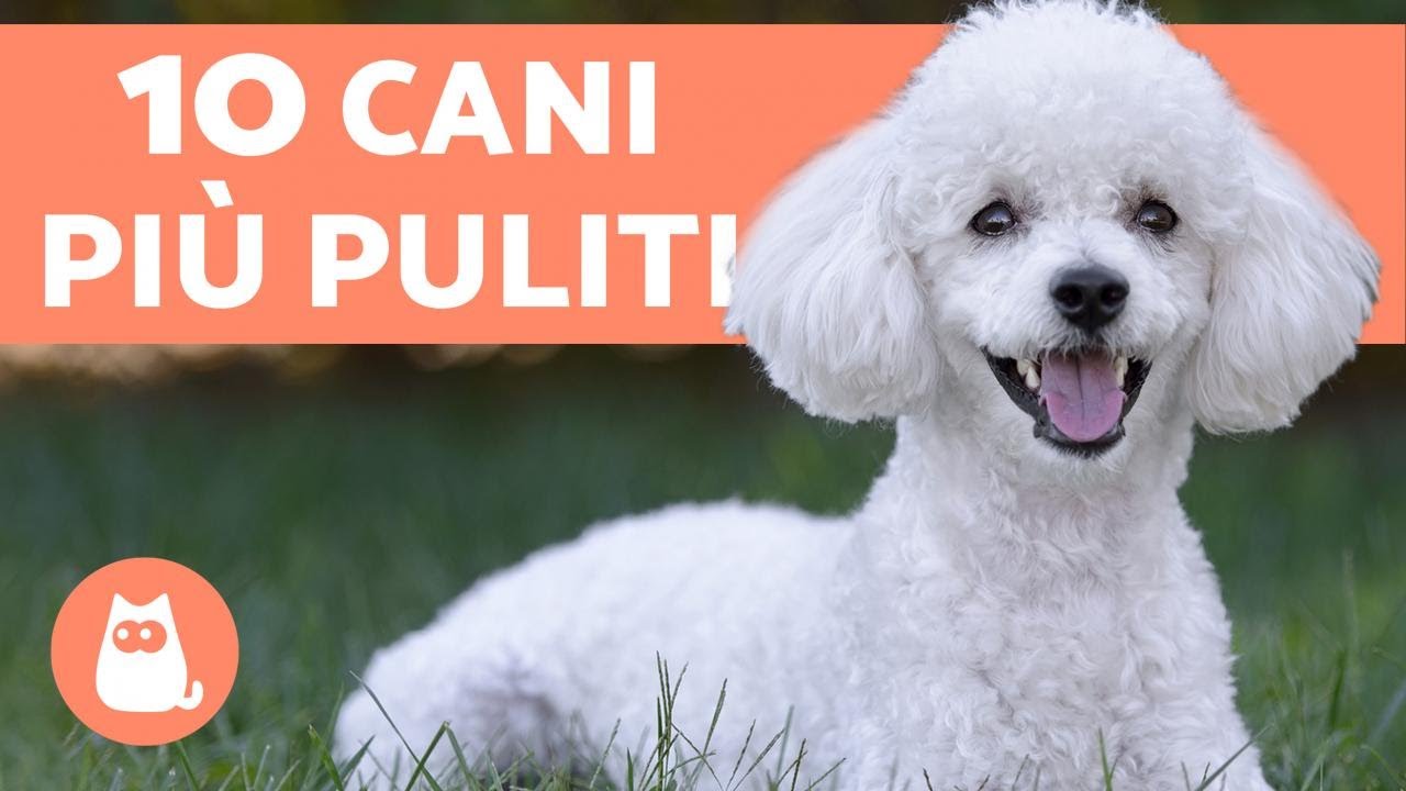 Top 10 CANI che NON PUZZANO🐶🐾 Scoprili!