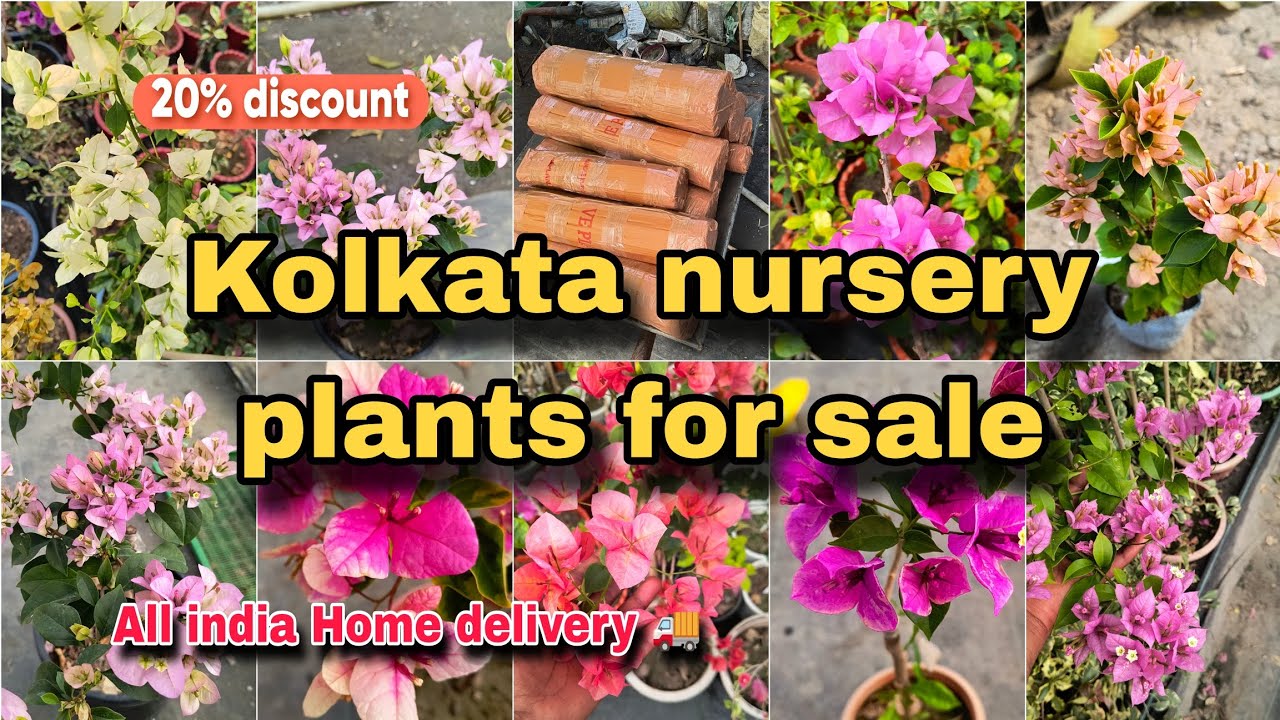 🔴 WHOLESALE & RETAIL NURSERY KOLKATA// ALL INDIA HOME DELIVERY 🚚// ONLINE SELLING 