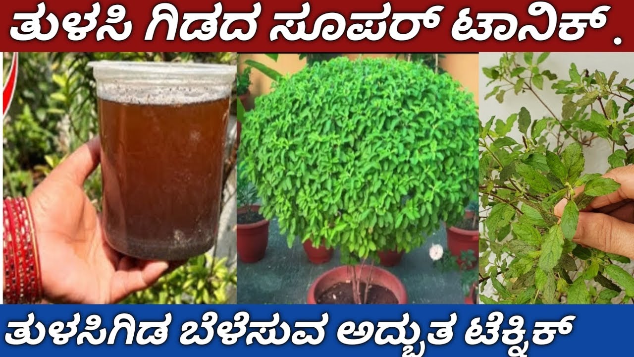 ತುಳಸಿಗಿಡ ವೇಗವಾಗಿ ಪೊದೆ ತರ ಬೆಳೆಸುವ ಟೆಕ್ನಿಕ್#how to make Tulasi plant bushy #Organic Liquid Fertilizer