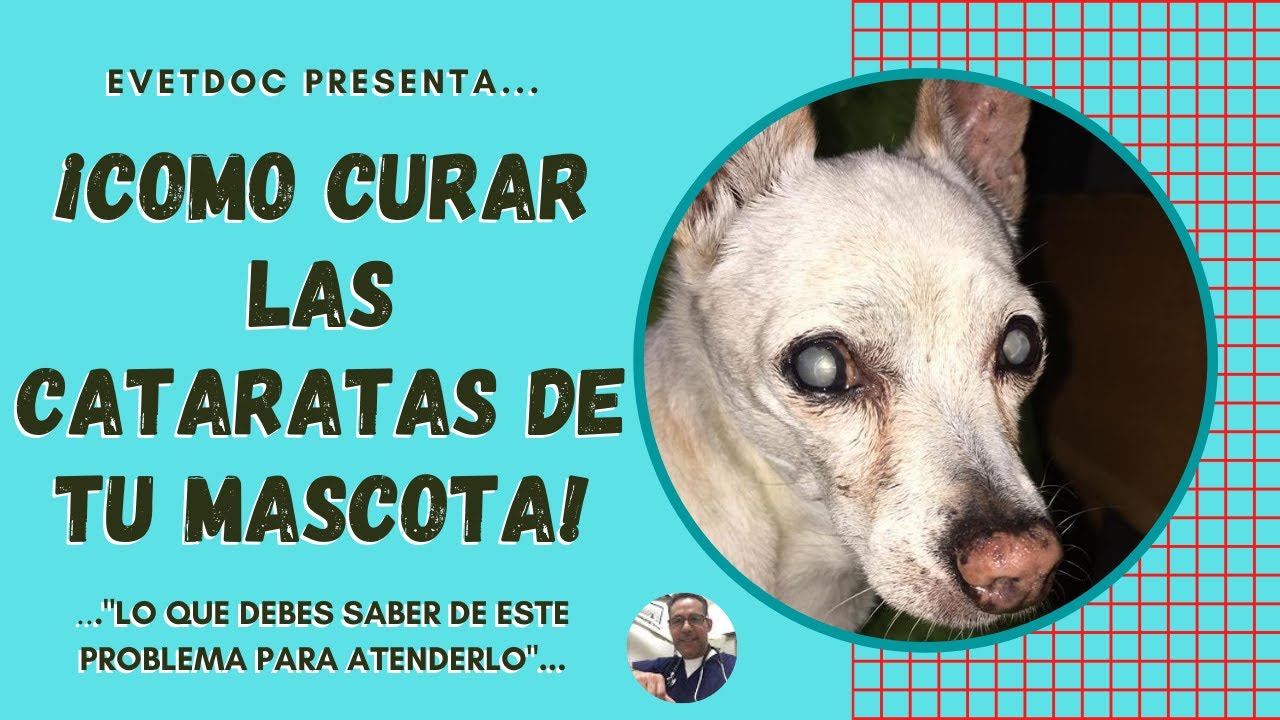 ¡COMO CURAR LAS CATARATAS EN PERROS Y GATOS!