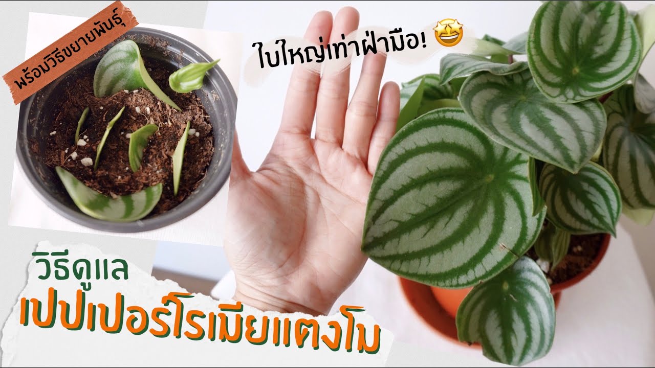 [วันละต้น] เปปเปอร์โรเมียแตงโม Peperomia Watermelon| วิธีดูแลเปปเปอร์โรเมียแตงโม พร้อมวิธีขยายพันธุ์