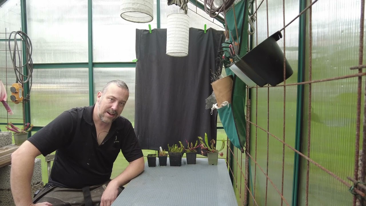 How fast do sarracenia grow from seed? (so slow)