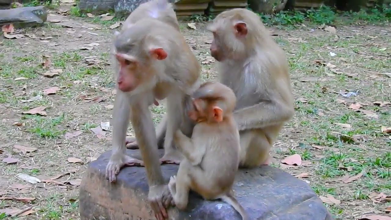 Incredible Monkey Family Shows Amazing Parenting Skills in Nature