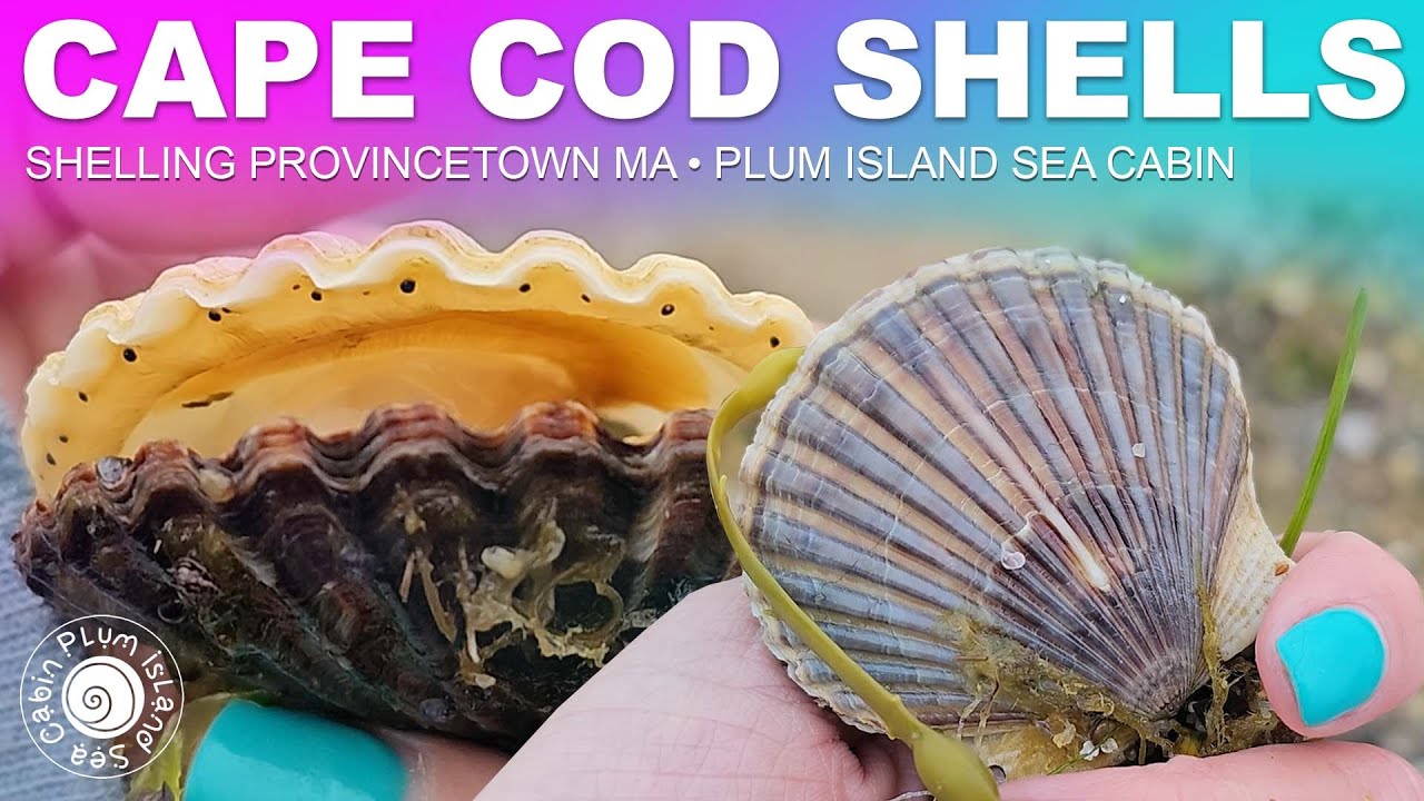 Cape Cod Shelling | Cold Water Shelling | @PlumIslandSeaCabin | Provincetown Ma | Virtual Shelling
