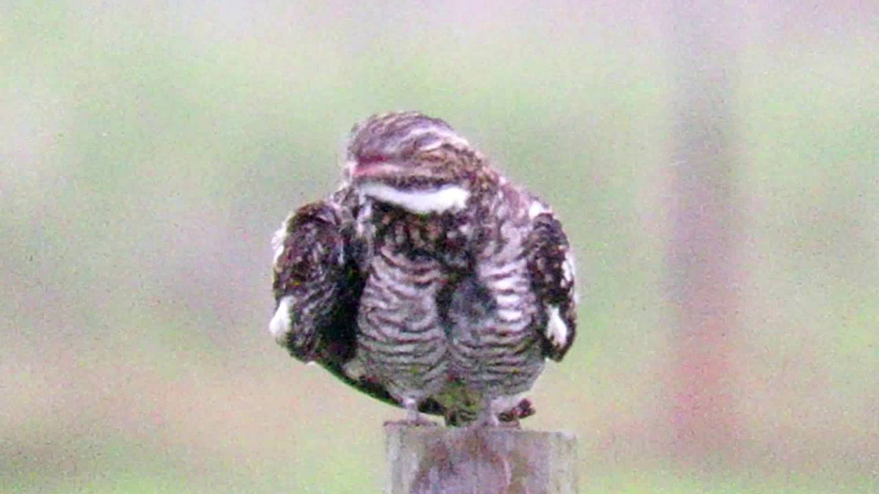 Common Nighthawk (Chordeiles minor) Alert and Watchful Then Preening