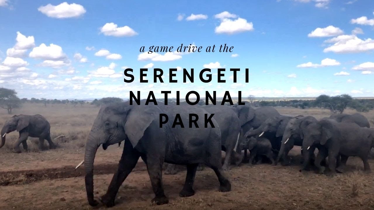 Game Drive in the Serengeti: Why Serengeti is a World-Class Destination
