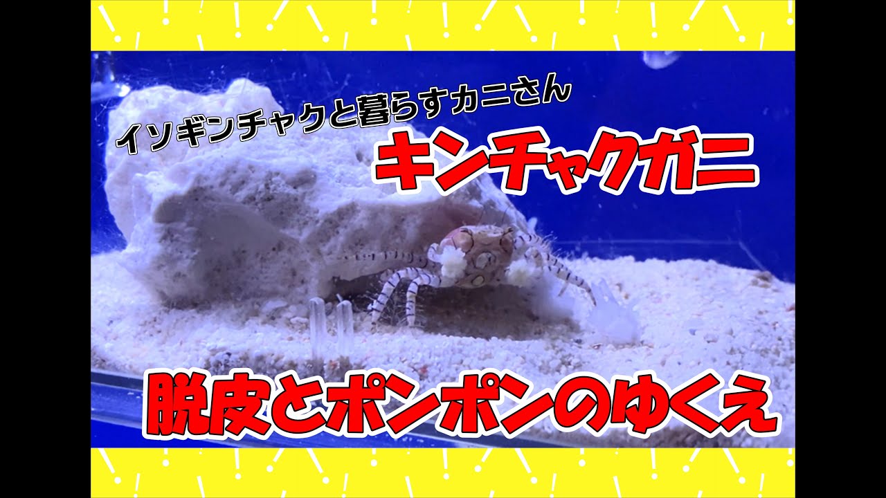 キンチャクガニの脱皮とイソギンチャクのゆくえ🦀2024年10月6日【かにっこ館】