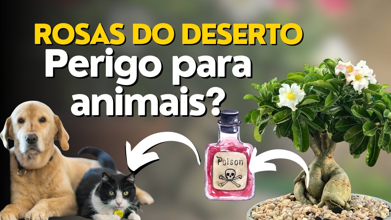 Rosas do Deserto são perigosas para animais?