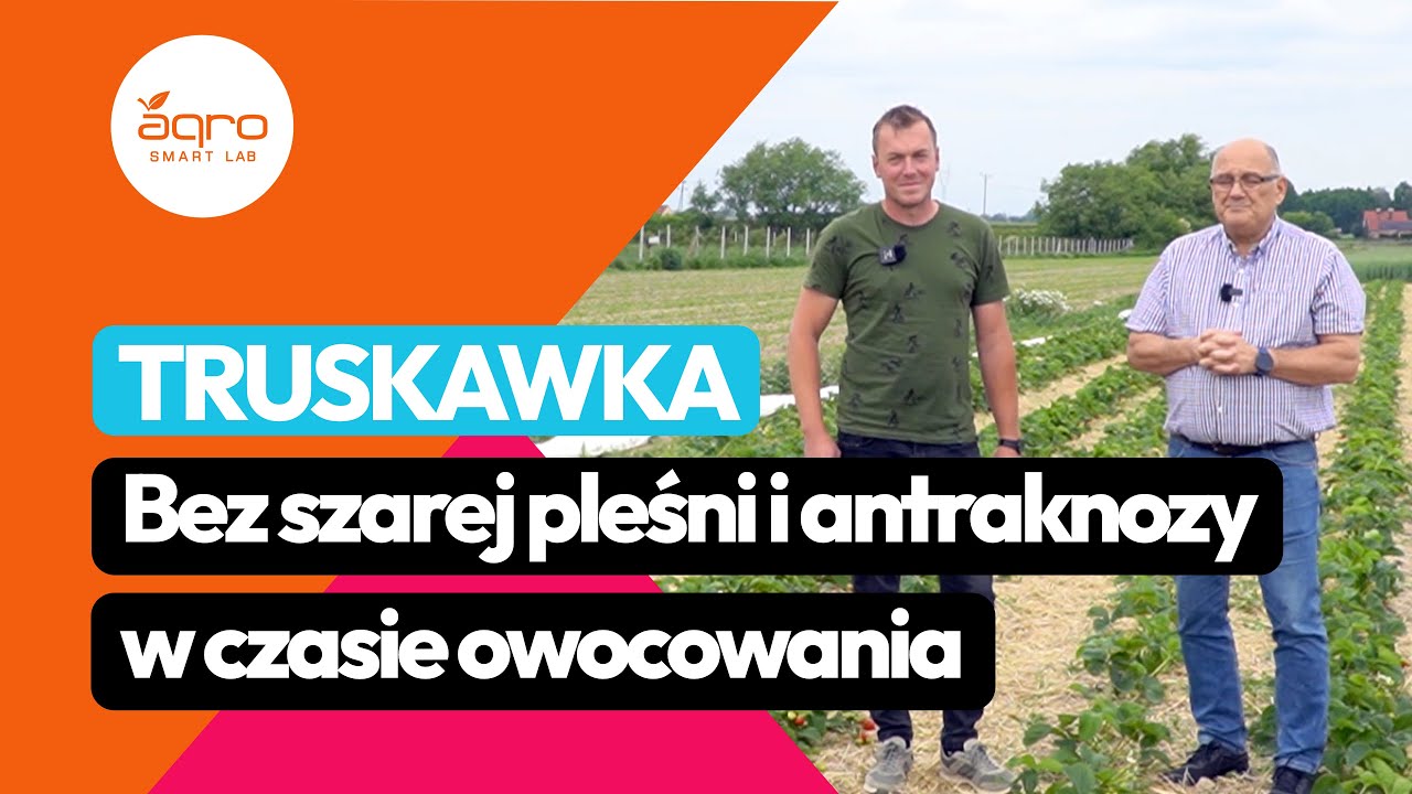 Bez szarej pleśni i antraknozy w czasie owocowania truskawek