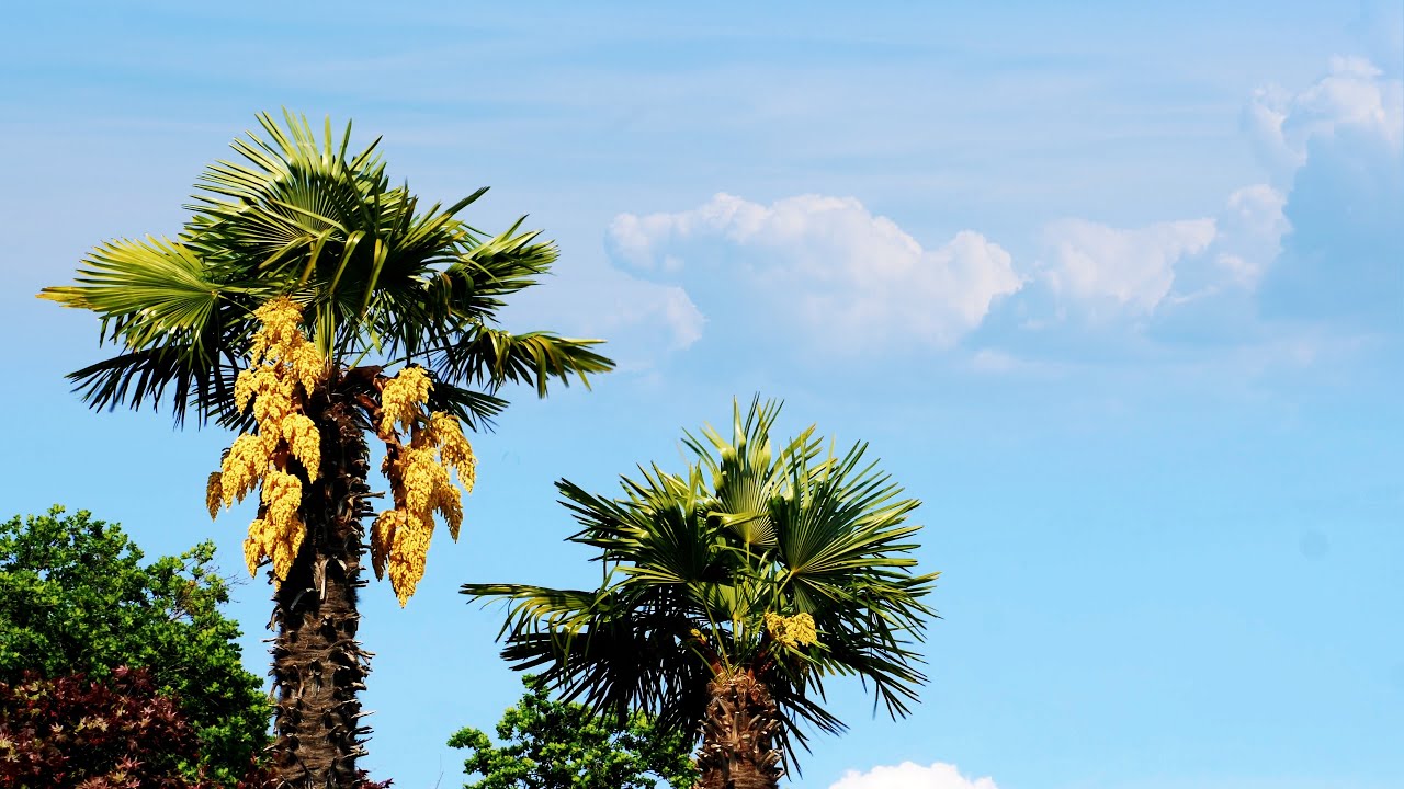 【Palm Grove Morning】3 Hours Wind & Bird Sounds, Immersive Relaxation & Vitality Boost