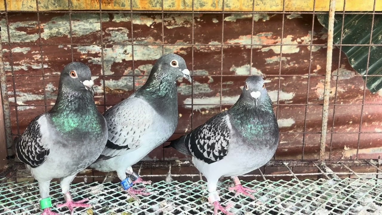 100 PER SLOT ENDING BIRDS | SCHEDULED | LABAN NA TO MGA KALAPATIDS 