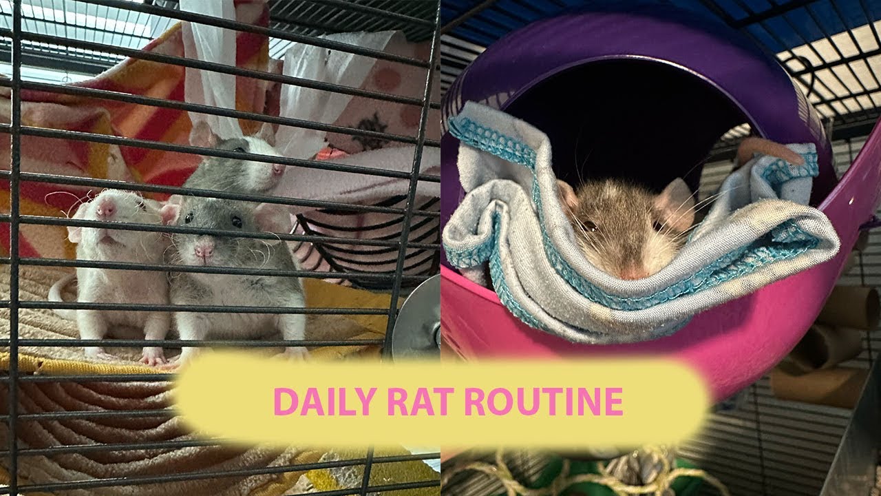 Daily Rat Routine!