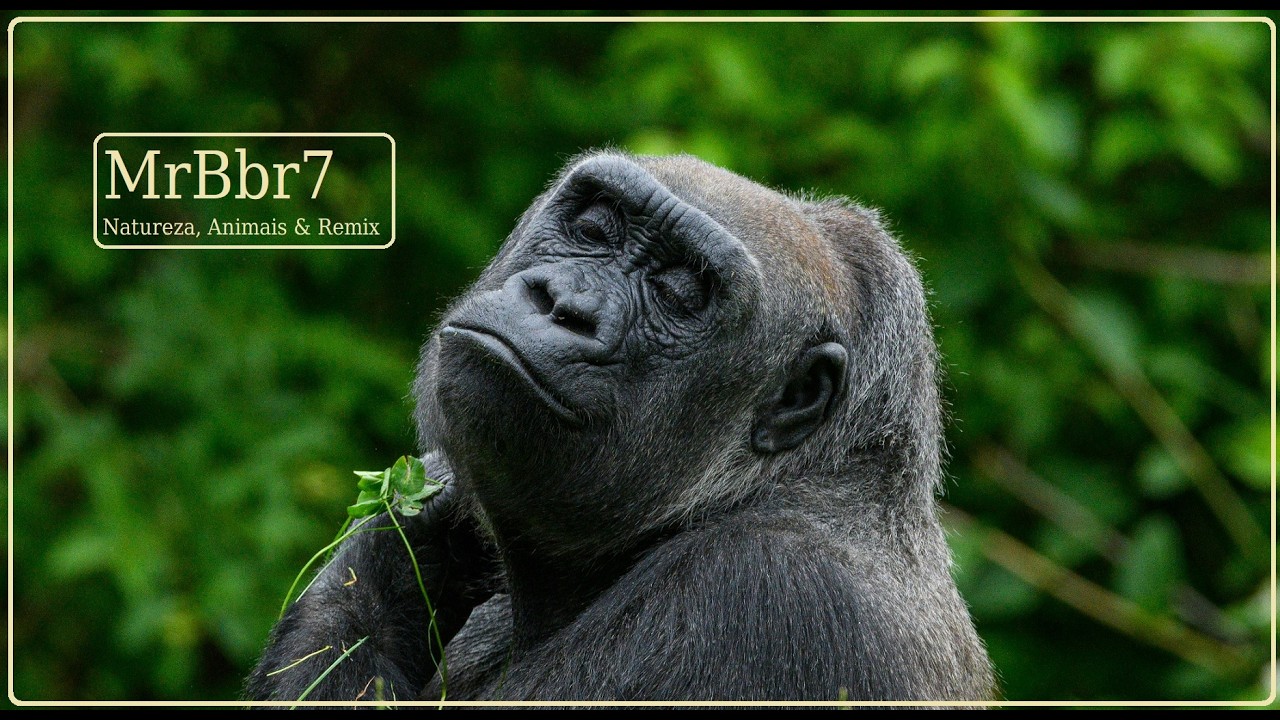 Primatas Fascinantes 🐒 Gestos, Expressões e Vida na Natureza
