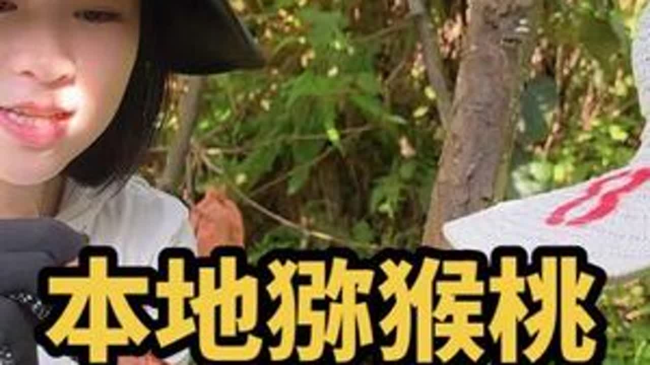 大伯家千斤猕猴桃待售，娜娜三妹前去助力，希望今年能有个好收成 #猕猴桃 #我的乡村生活 #vlog日常#第五届湖南旅游发展大会